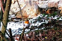 Rotkelchen auf Futtersuche im Kurpark von Badenweiler.