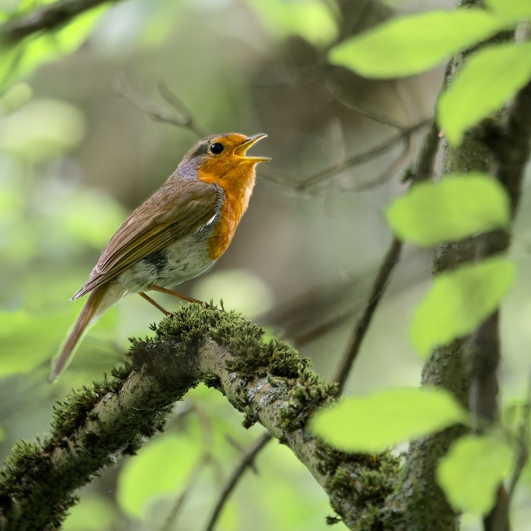 Rotkelchen beim Singen