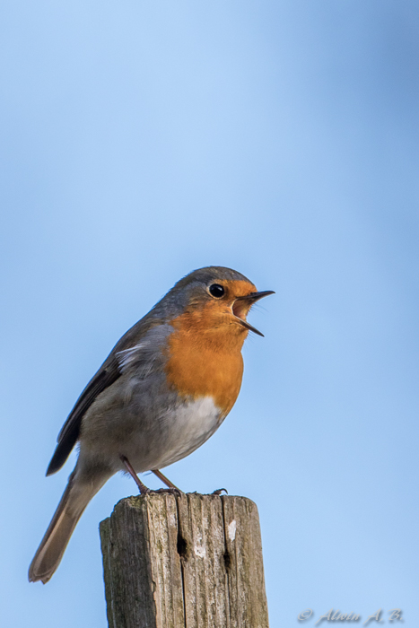 Rotkelchen beim Singen