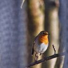 Rotkelchen durchs Balkongeländer fotografiert...