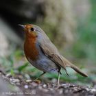 --- Rotkelchen --- ( Erithacus rubecula )