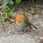 Rotkelchen ( Erithacus rubecula)