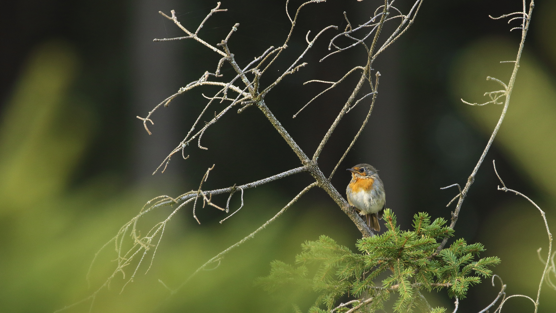 Rotkelchen  (Erithacus rubecula)