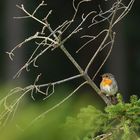 Rotkelchen  (Erithacus rubecula)