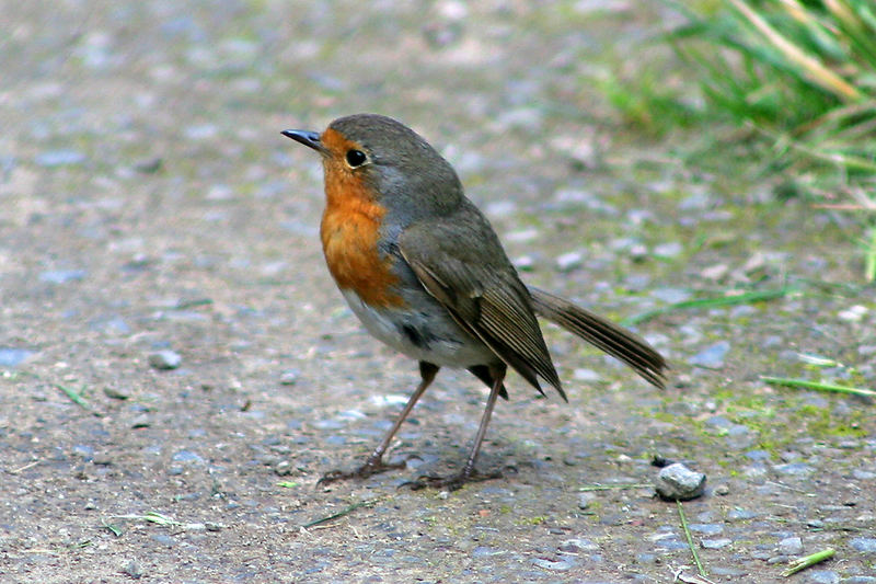 Rotkelchen (Erithacus rubecula)