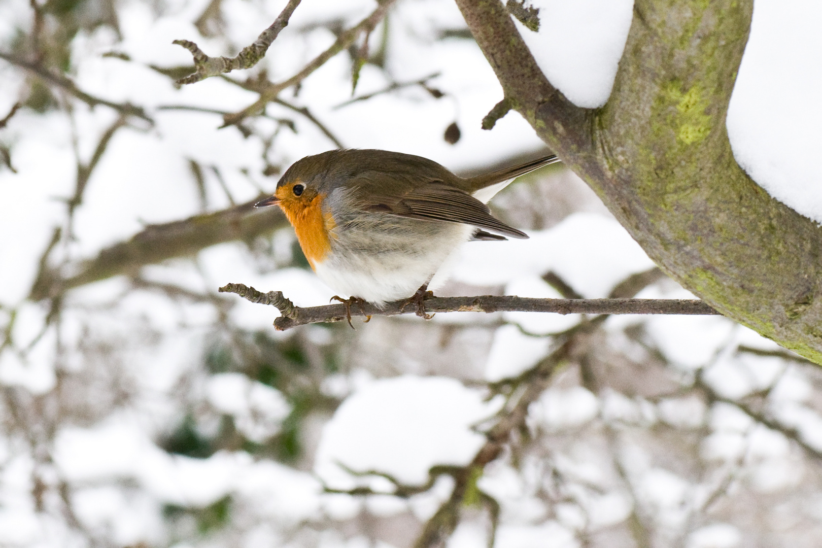 Rotkelchen - Erithacus rubecula