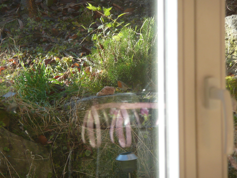 Rotkelchen (Erithacus rubecula)