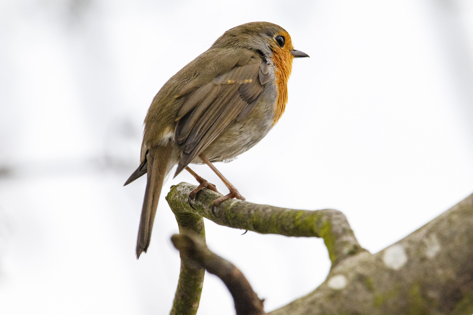 Rotkelchen - Erithacus rubecula