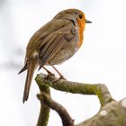 Rotkelchen - Erithacus rubecula