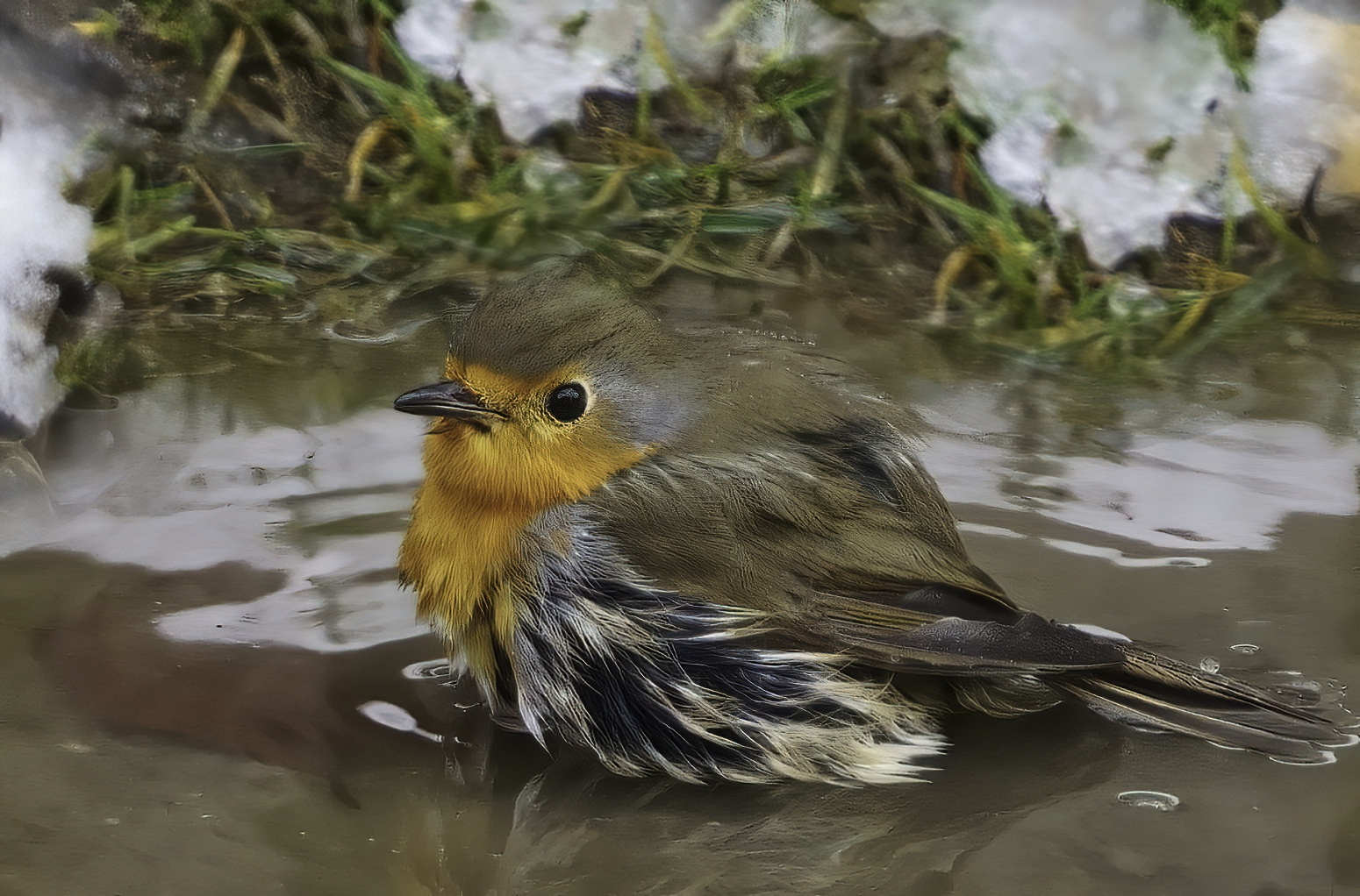 Rotkelchen - erste baden nach dem Winter .