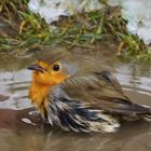 Rotkelchen - erste baden nach dem Winter .