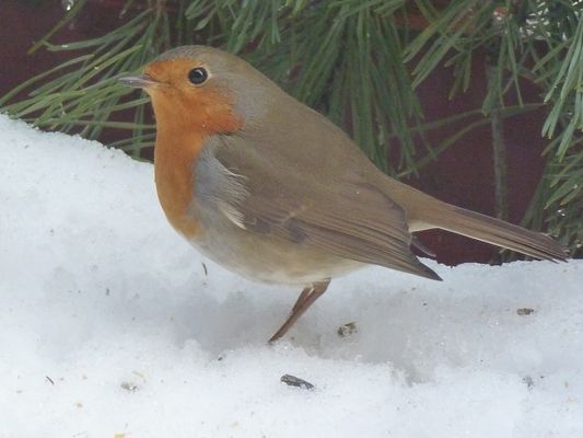 Rotkelchen - Gibt es denn da was zu futtern !