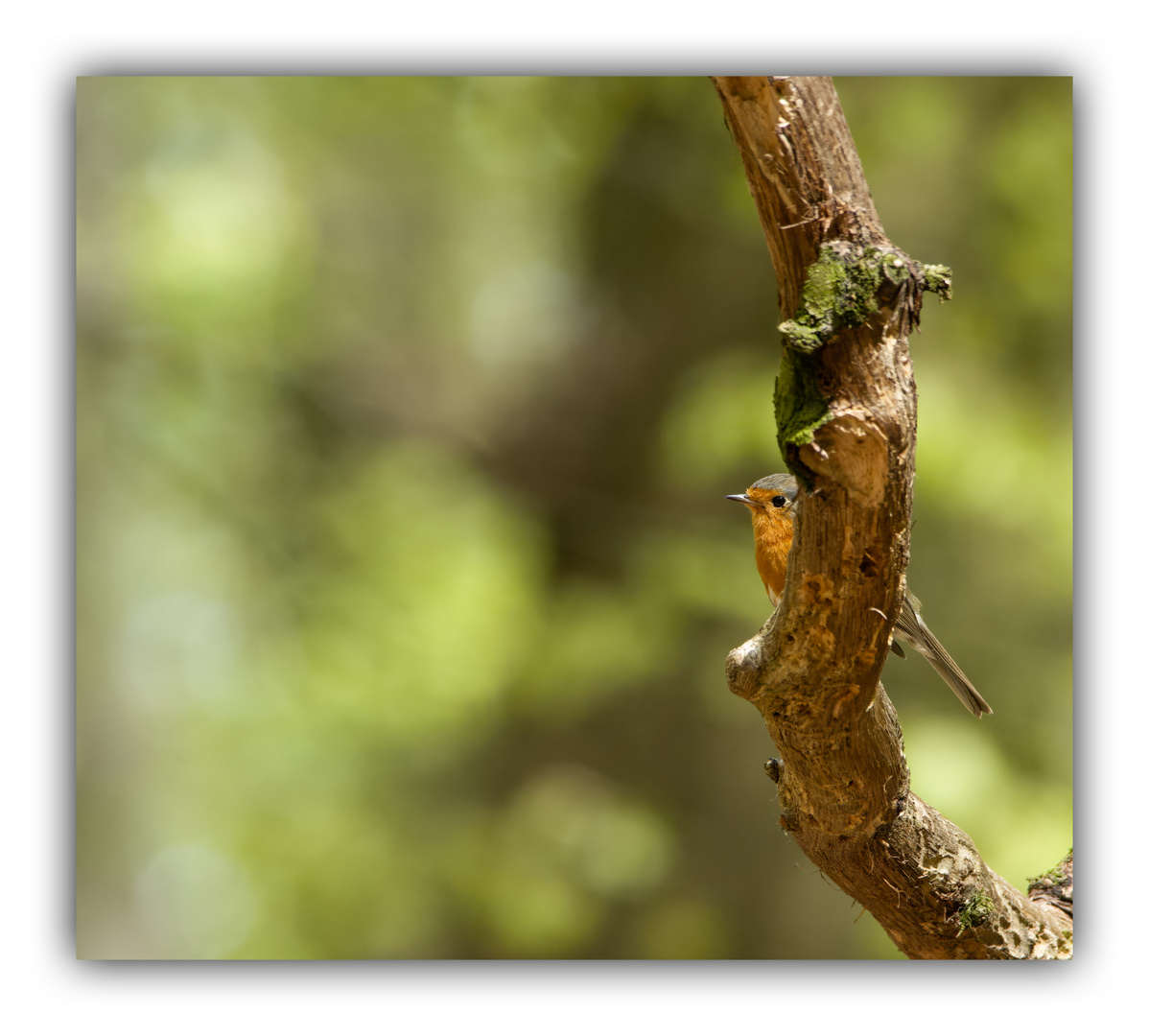 Rotkelchen hinterm Baum