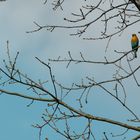 Rotkelchen im Baum