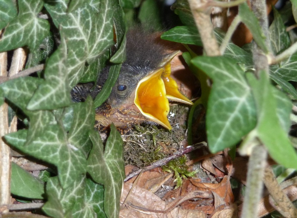 Rotkelchen im Garten