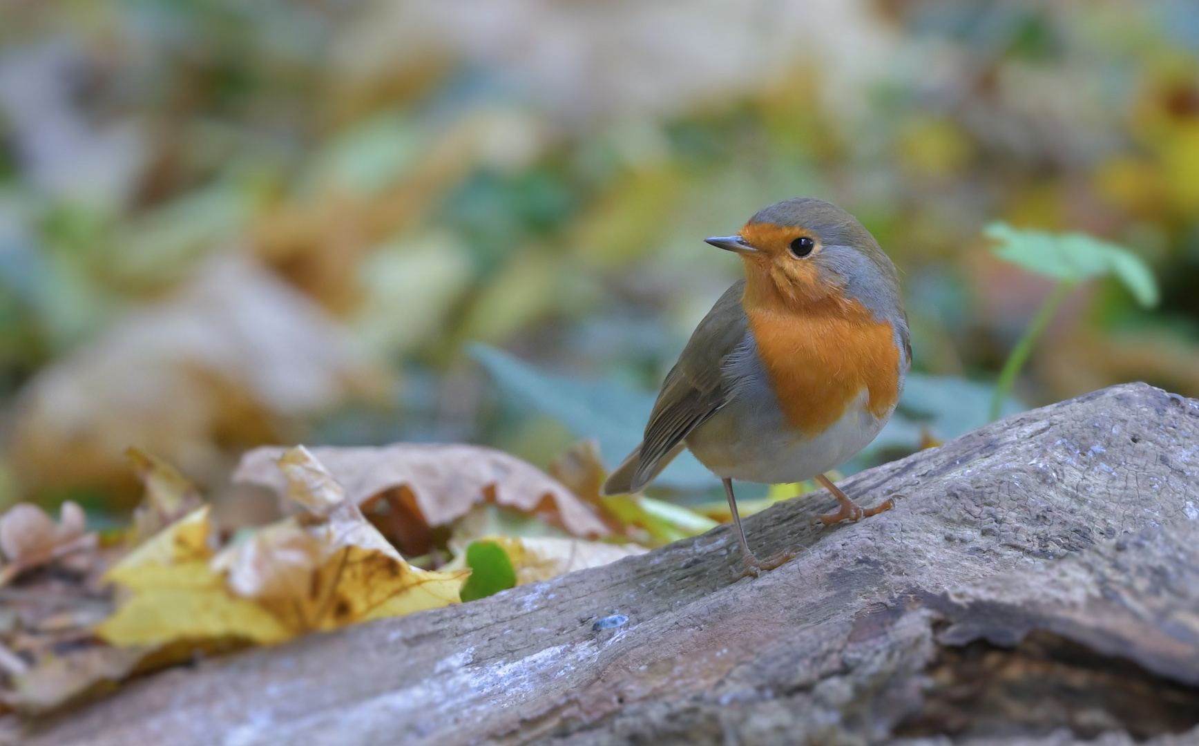 Rotkelchen im Herbst...