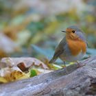 Rotkelchen im Herbst...