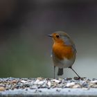 Rotkelchen im Schnee