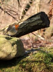 Rotkelchen im Wald