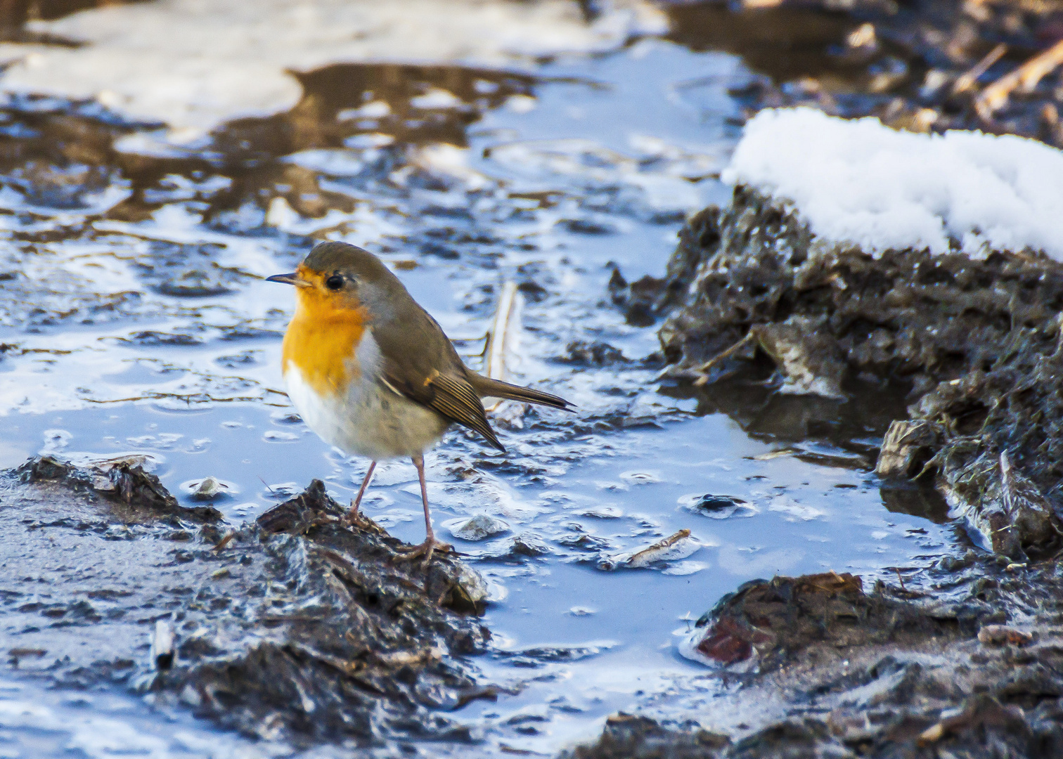 Rotkelchen im Winter 1