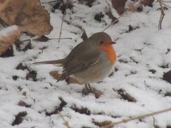 Rotkelchen im Winter