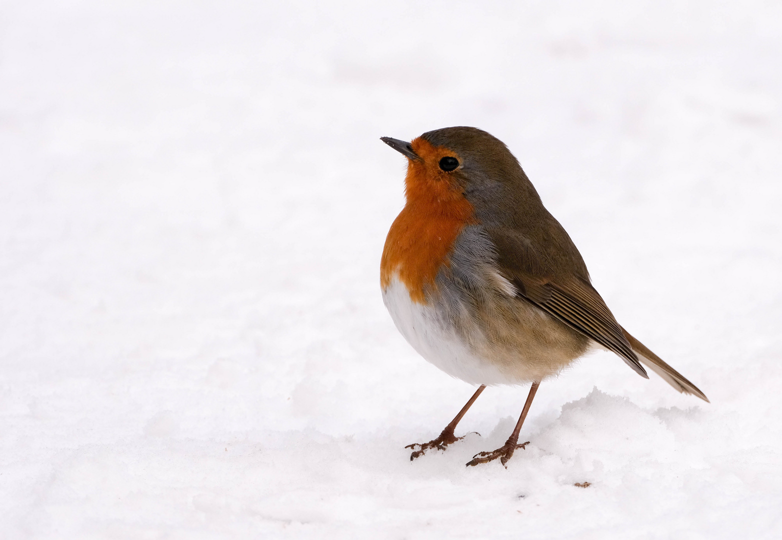 Rotkelchen im Winter1