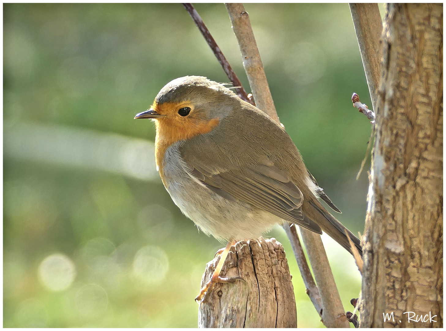Rotkelchen in unserem Garten Foto & Bild tiere, wildlife, wild