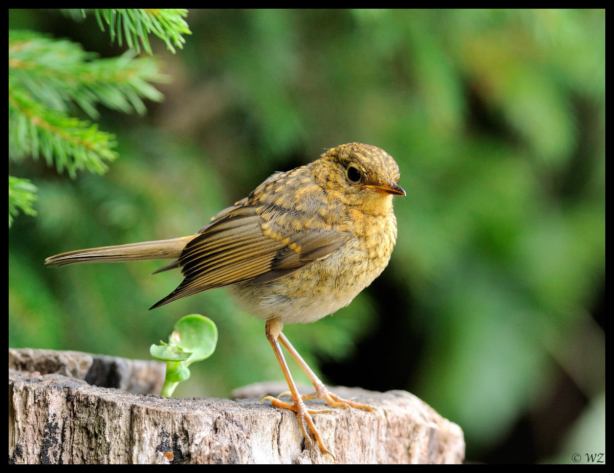 - Rotkelchen Jungvogel -