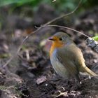 Rotkelchen - Mein Freund im Garten