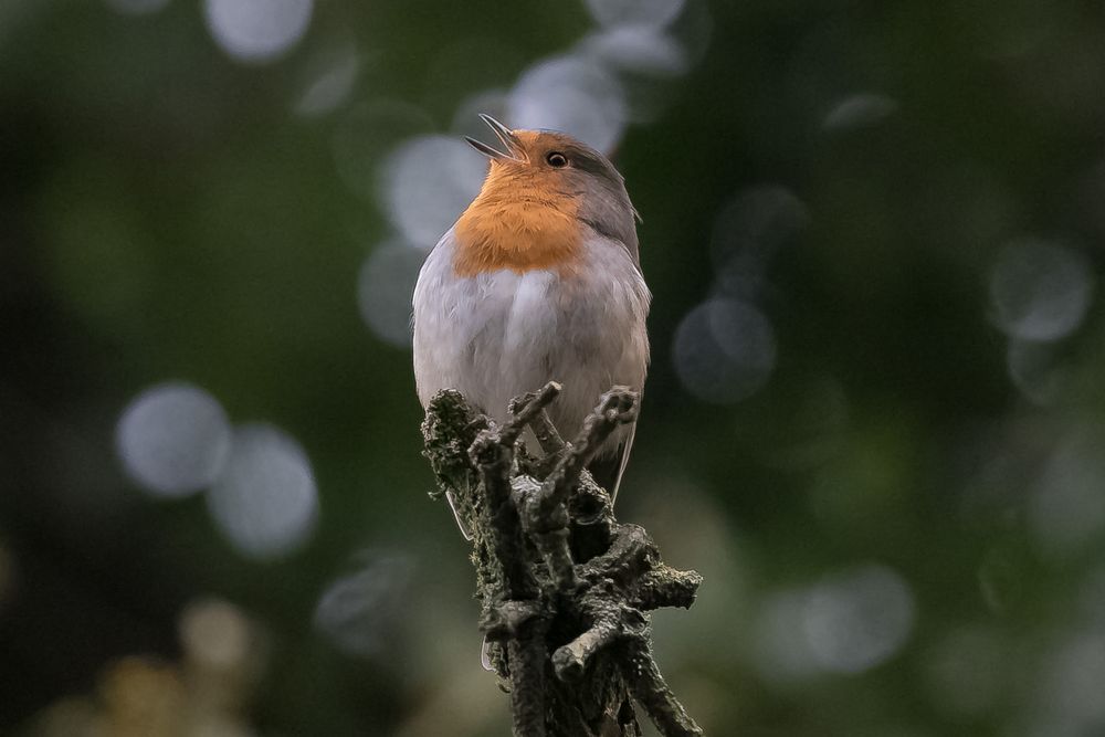 Rotkelchen Robin.