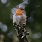 Rotkelchen Robin.