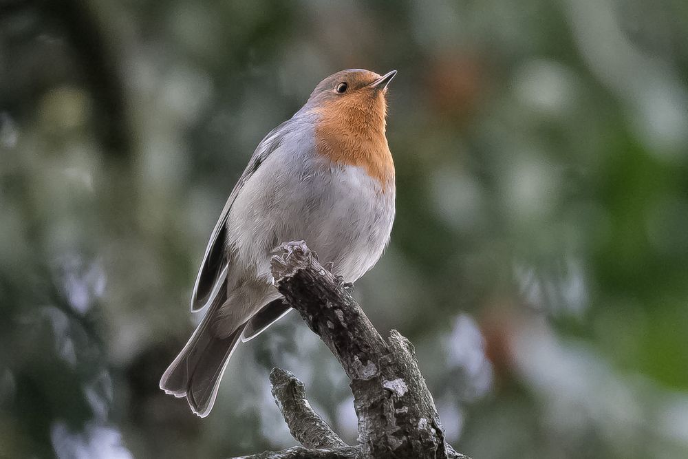 Rotkelchen Robin