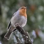 Rotkelchen Robin