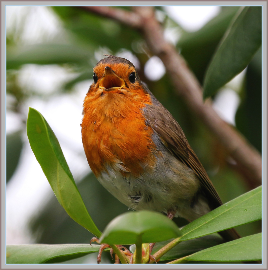 Rotkelchen Seleger Moor 2021-07-05 108 (10) Pettirosso_Rouge-gorge_Robin©