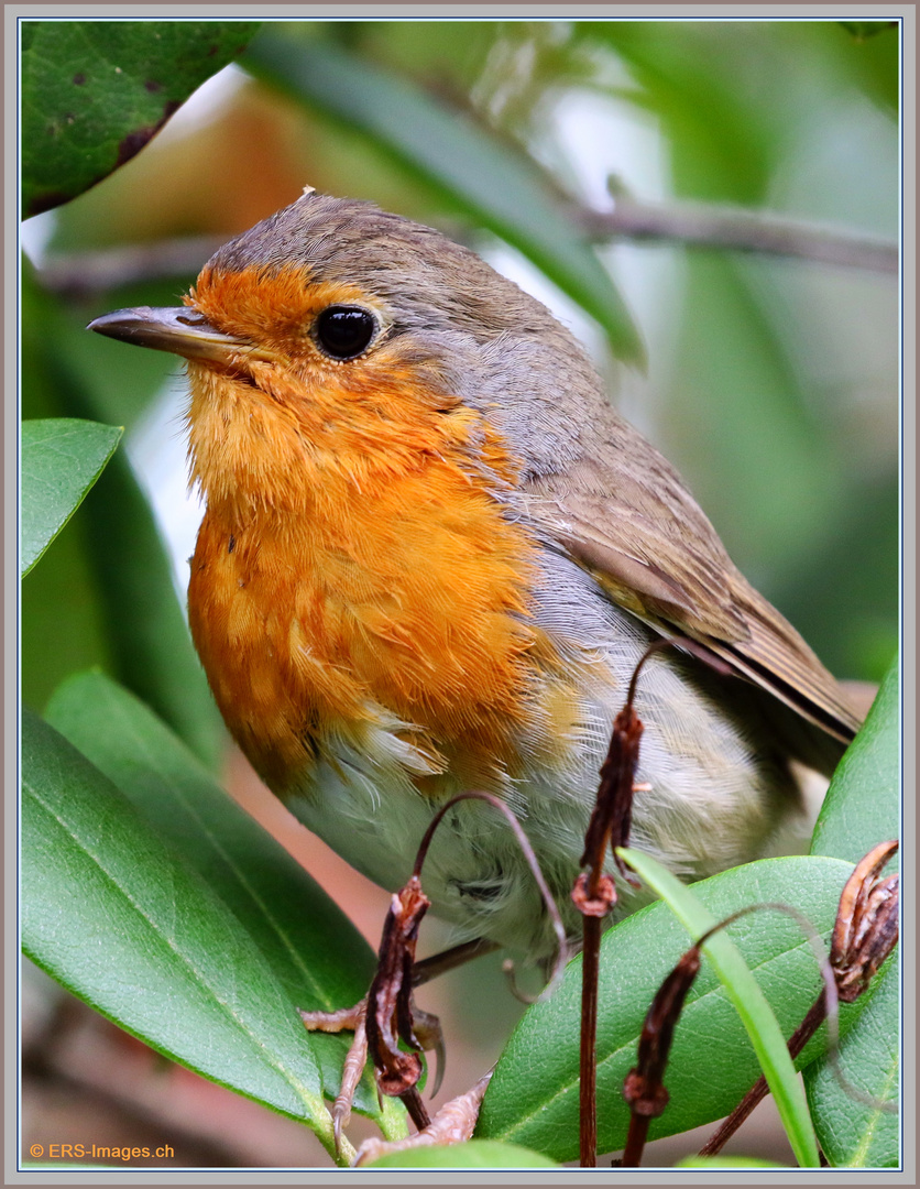 Rotkelchen Seleger Moor, Pettirosso_Rouge-gorge_Robin 2021-07-05 108 (84) ©