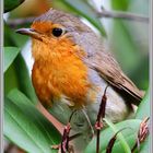 Rotkelchen Seleger Moor, Pettirosso_Rouge-gorge_Robin 2021-07-05 108 (84) ©