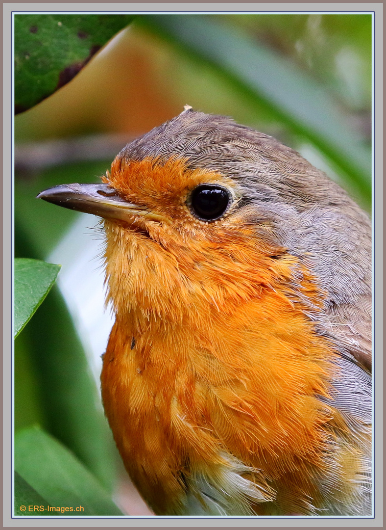 Rotkelchen Seleger Moor, Pettirosso_Rouge-gorge_Robin 2021-07-05 108 (85) ©