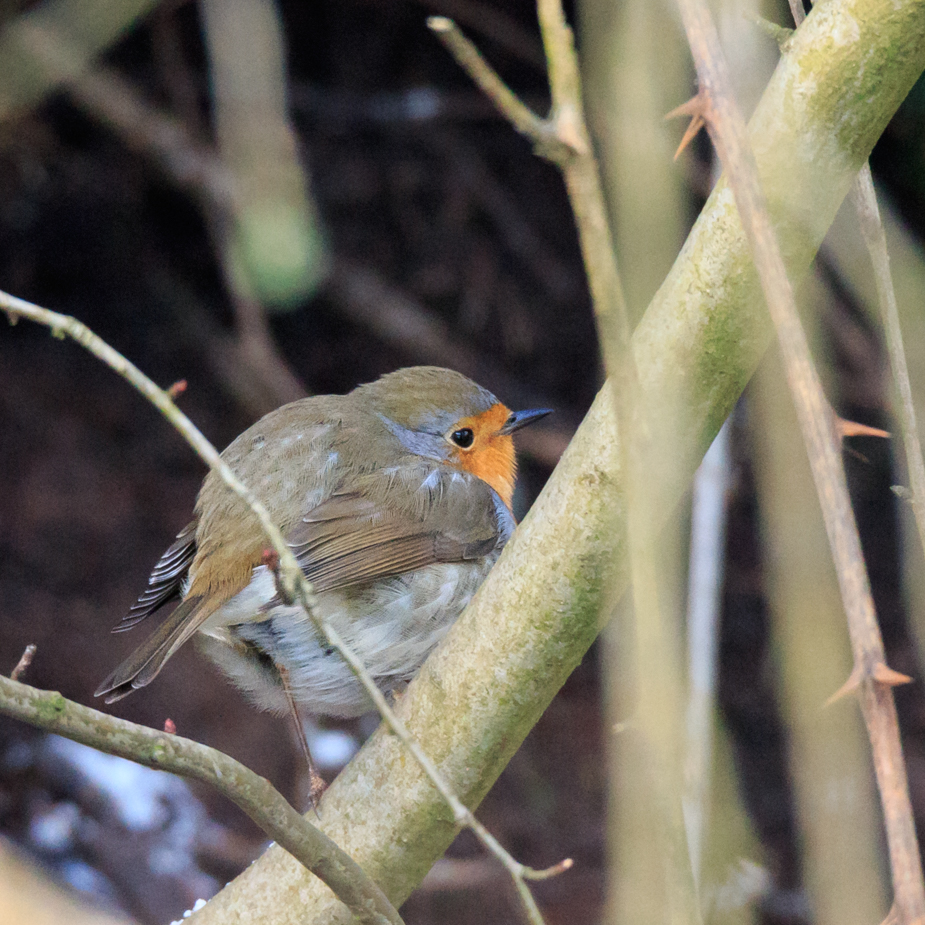 Rotkelchen versteckt 170116