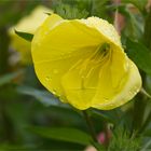 Rotkelchige Nachtkerze (Oenothera glazioviana).