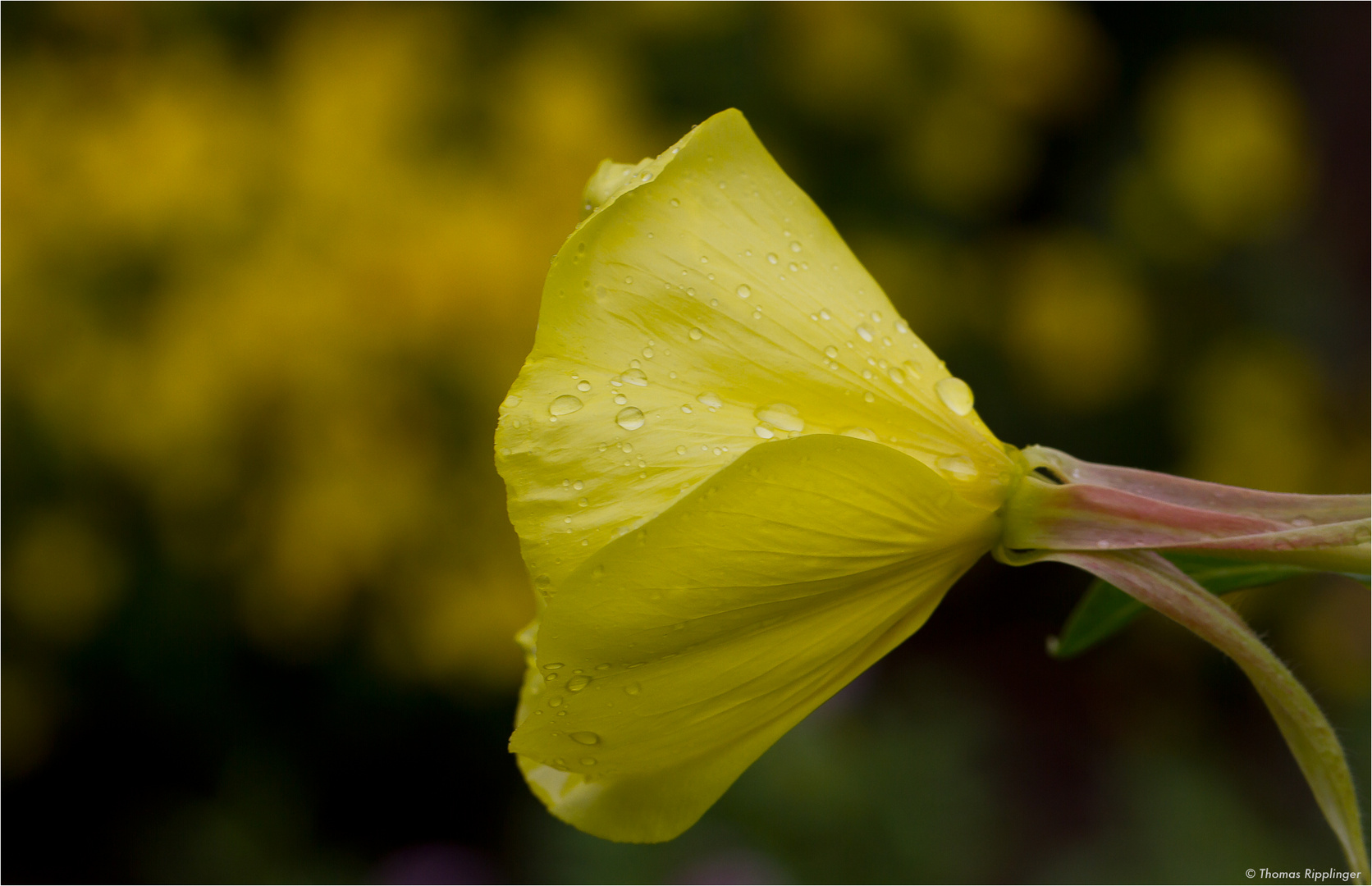 Rotkelchige Nachtkerze (Oenothera glazioviana).. D