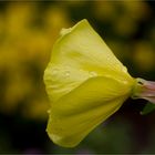 Rotkelchige Nachtkerze (Oenothera glazioviana).. D