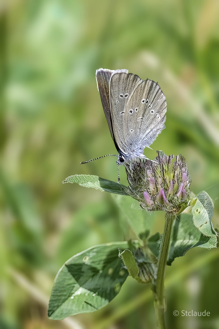 Rotklee-bläuling Foto &amp; Bild | natur, schmetterling, insekten Bilder ...