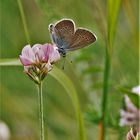 Rotklee-Bläuling auf Esparsettenblüte