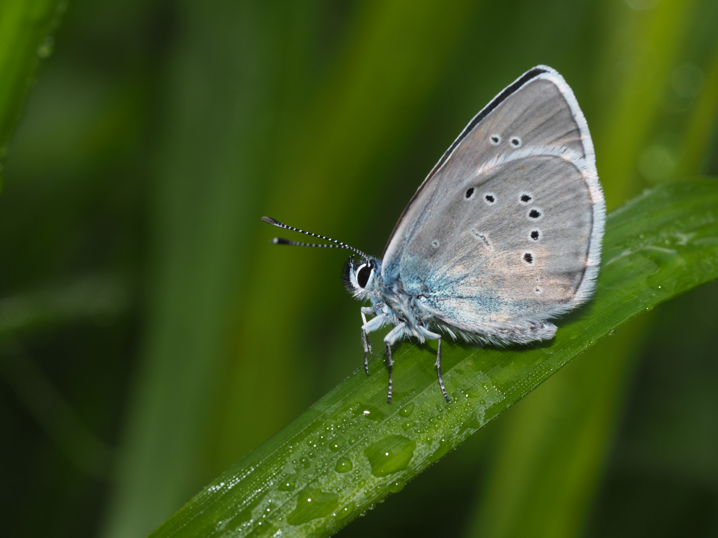 Rotklee-Bläuling (Cyaniris semiargus)