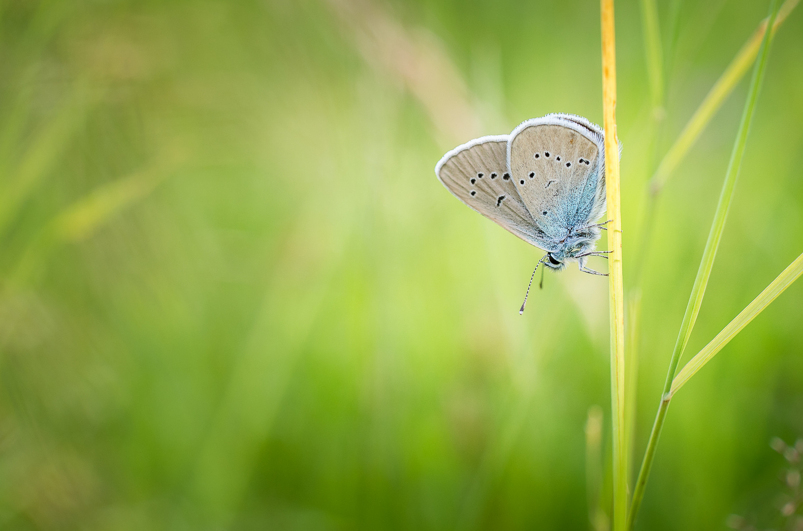 Rotklee-Bläuling, Cyaniris semiargus.