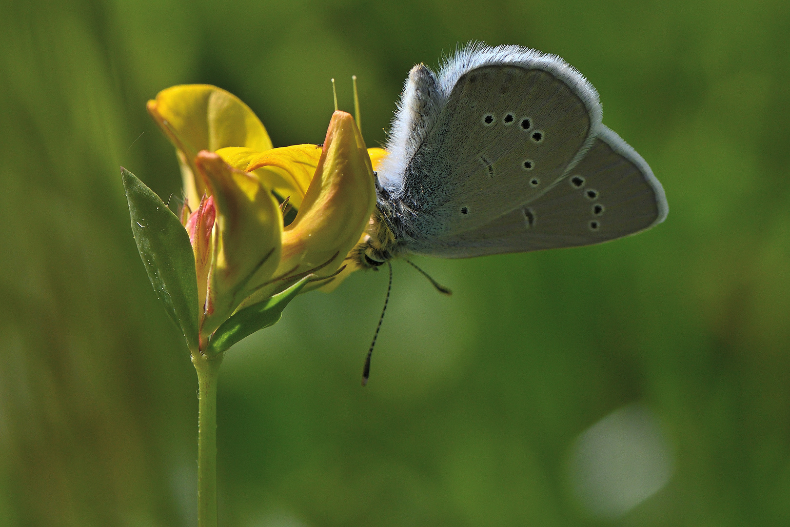 Rotklee-Bläuling Cyaniris semiargus