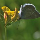 Rotklee-Bläuling Cyaniris semiargus