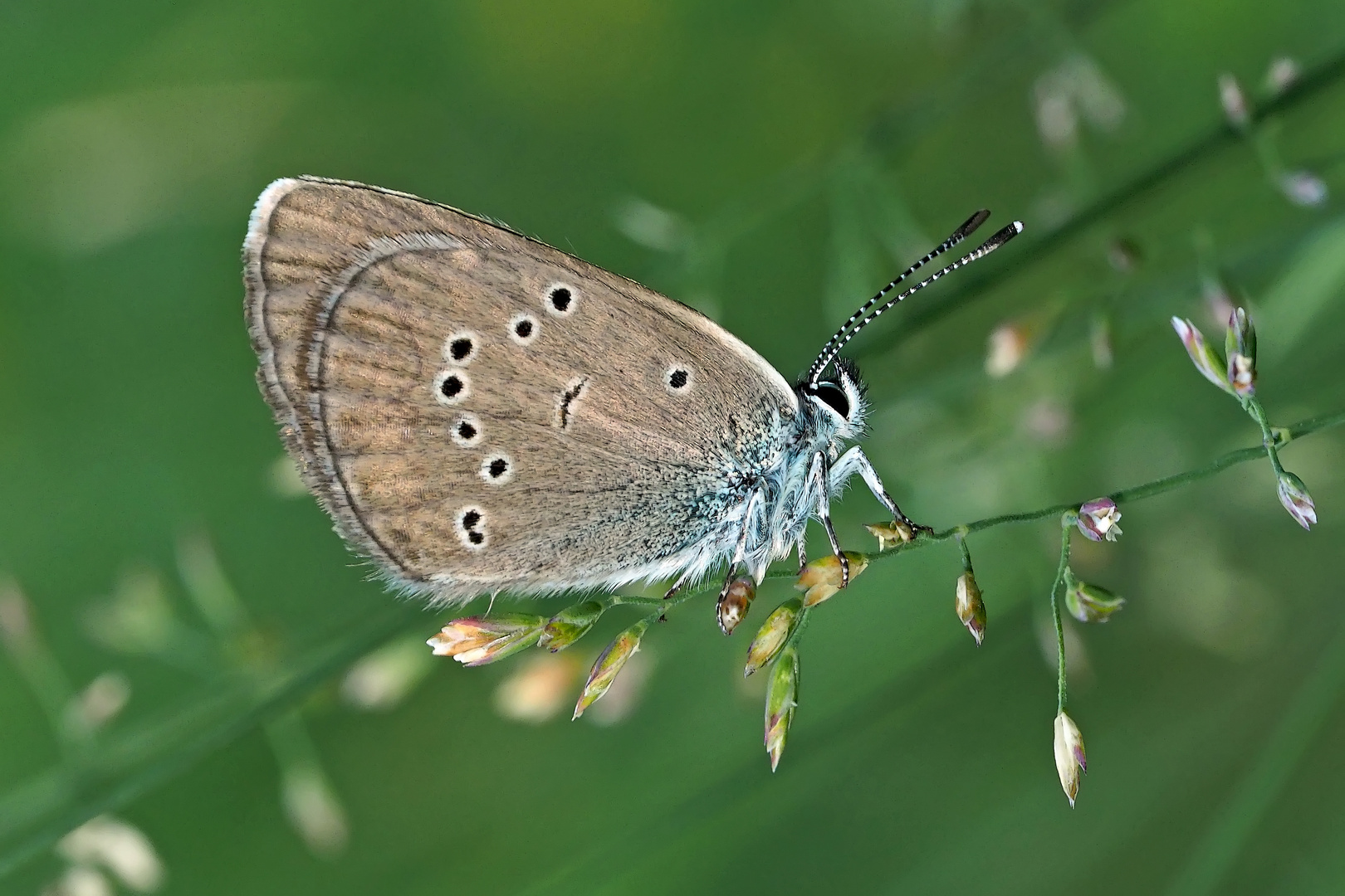 Rotklee-Bläuling (Cyaniris semiargus) - Azuré des anthyllides. 