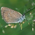 Rotklee-Bläuling (Cyaniris semiargus) - Azuré des anthyllides. 