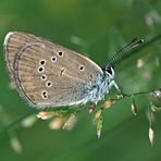 Rotklee-Bläuling (Cyaniris semiargus) - Azuré des anthyllides. 